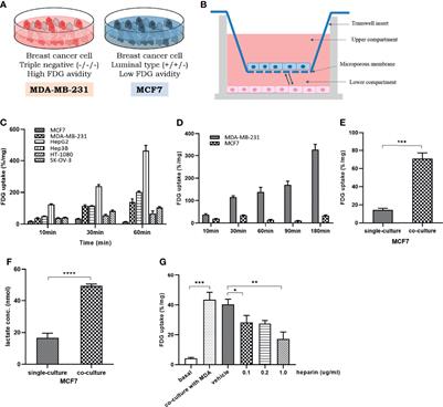 Extracellular Vesicles Induce an Aggressive Phenotype in Luminal Breast Cancer Cells Via PKM2 Phosphorylation